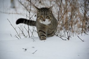 cat-188088_1920