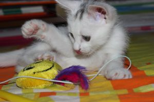 cat-920190_1920