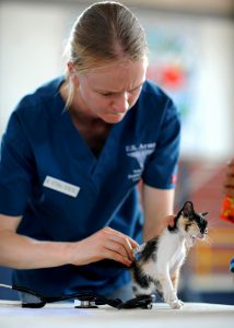 kitten-569956_1280